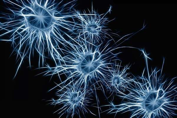 des neurones
