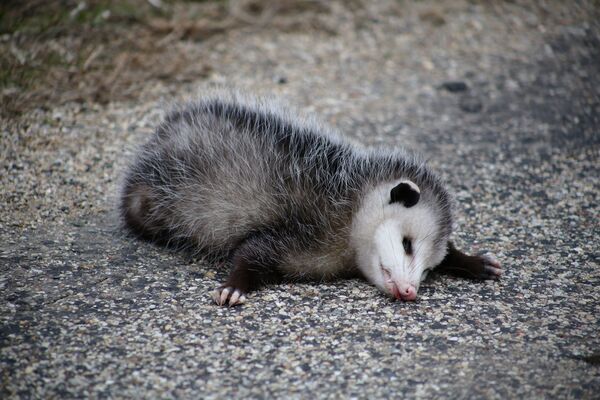 Syndrome de l’opossum : mécanismes et pistes de prise en charge du figement psychique